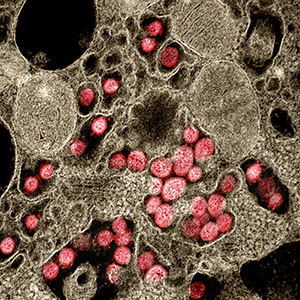 Coronavirus under SEM